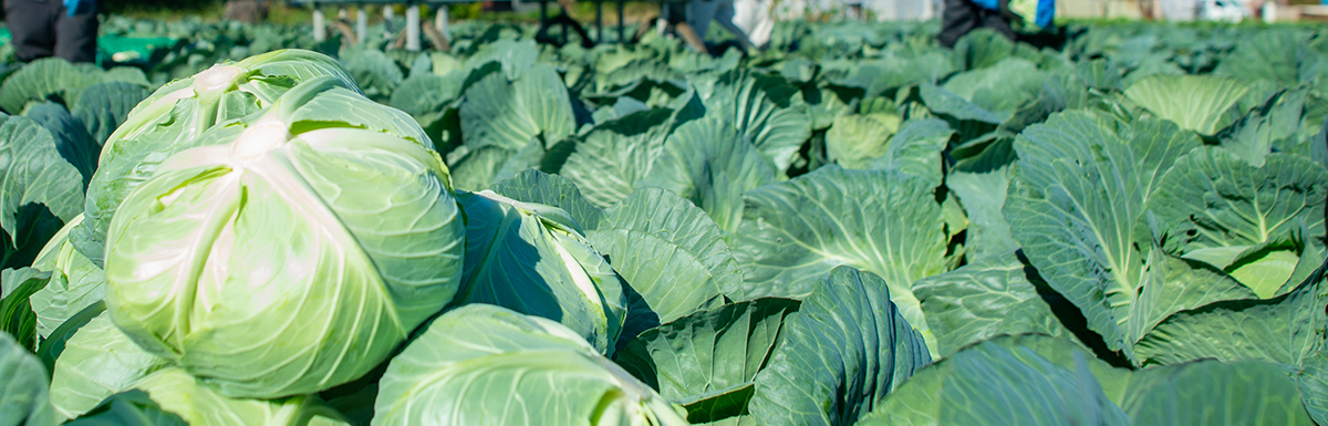 キャベツ