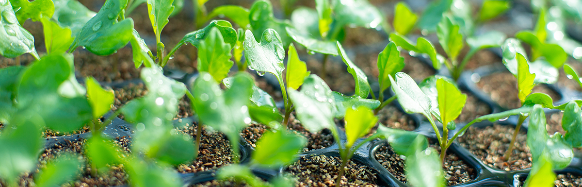 苗の生産販売